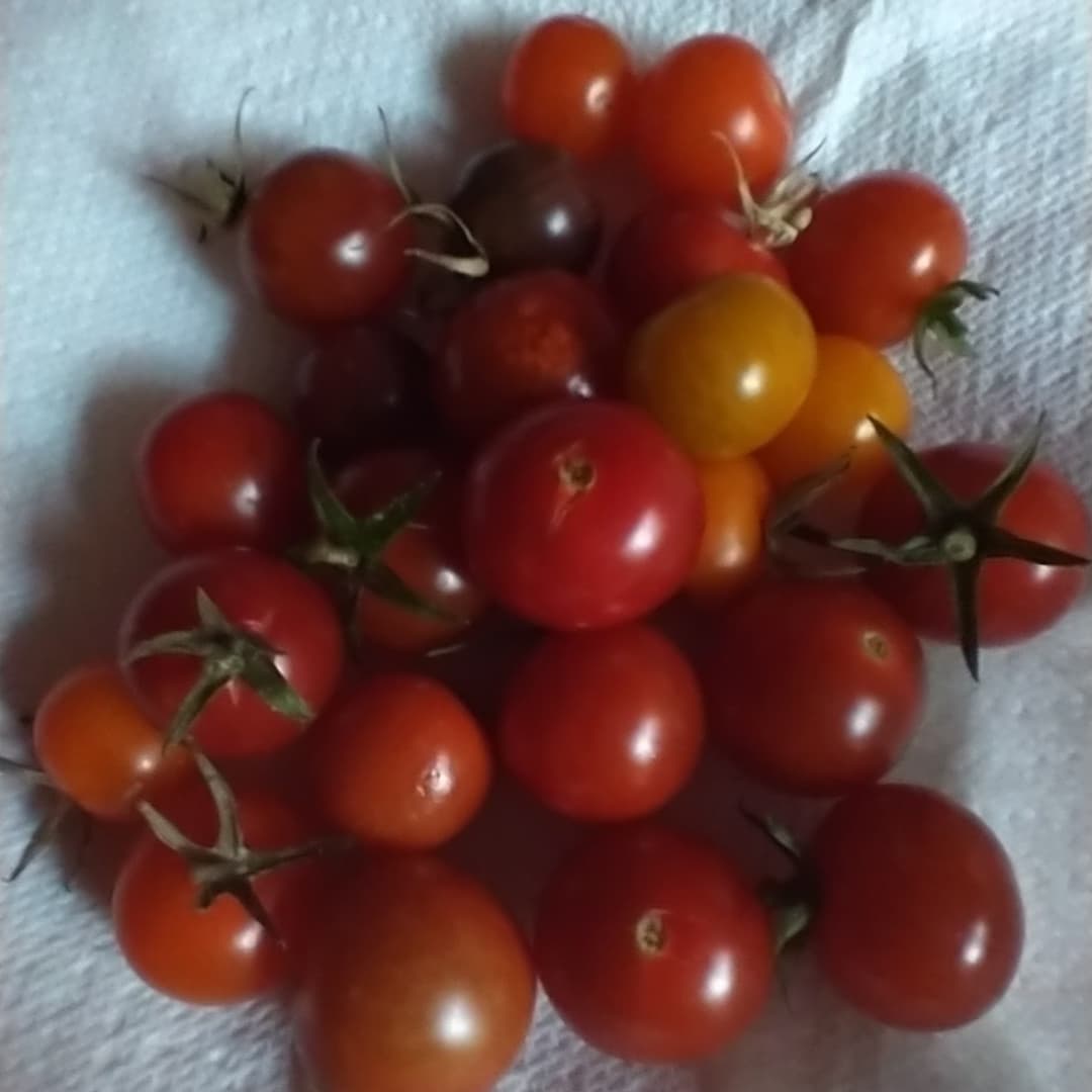 First (and last!) attempt at growing tomatoes. Very late ripening. 
They are so tasty though. Pleased with my peppers, chillies and courgettes.