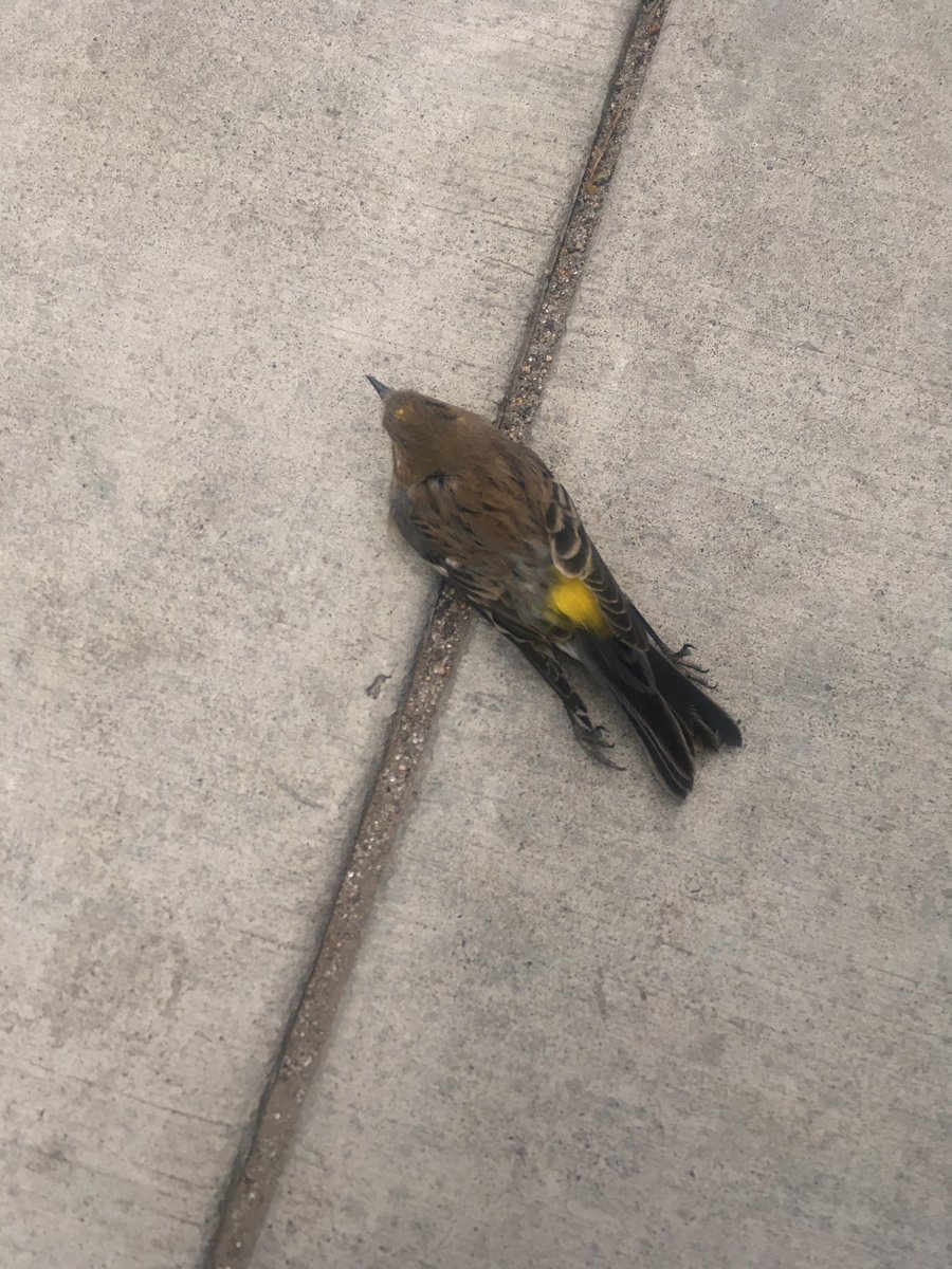 CalgaryResponse's tweet image. A break from feathers…. This beautiful bird is good for those learning to ID.  Sadly this one didn’t make it 

#WindowStrike #MarkYourGlass
