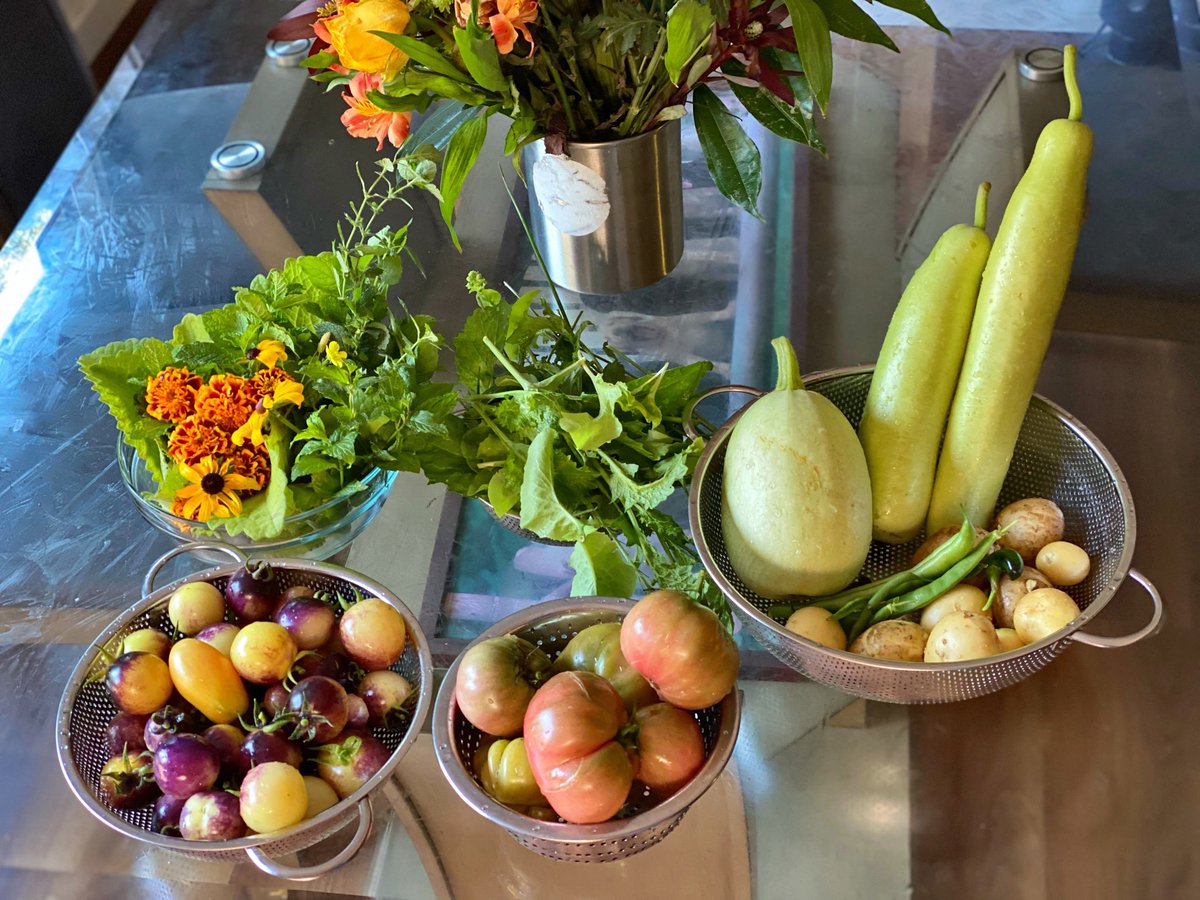 It’s a good harvest day.

#greenthumbwannabe  #seedtotable