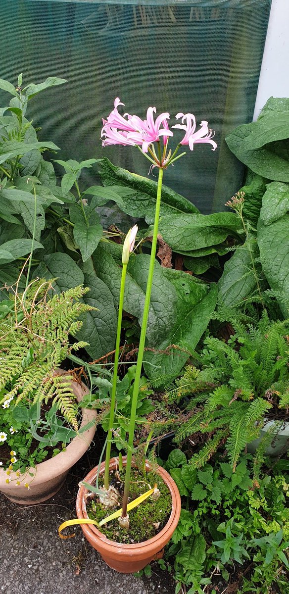 dustymears's tweet photo. My #nerine or #amarine (lost label) from @GreatAgapanthus flowering 4 1st time - bought 2018 @medwynsofangles Veg Masterclass Weekend. Think she's celebrating & showing off 4 #ChelseaFlowerShow #Chuffed 2 bits https://t.co/goXKdzU9Wd