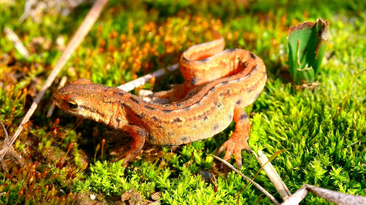 Земноводные самарской области. Крымский тритон ящерица. Отряд хвостатые земноводные тритон. Обыкновенный тритон lissotriton vulgaris. Тритон карелина (triturus karelinii).