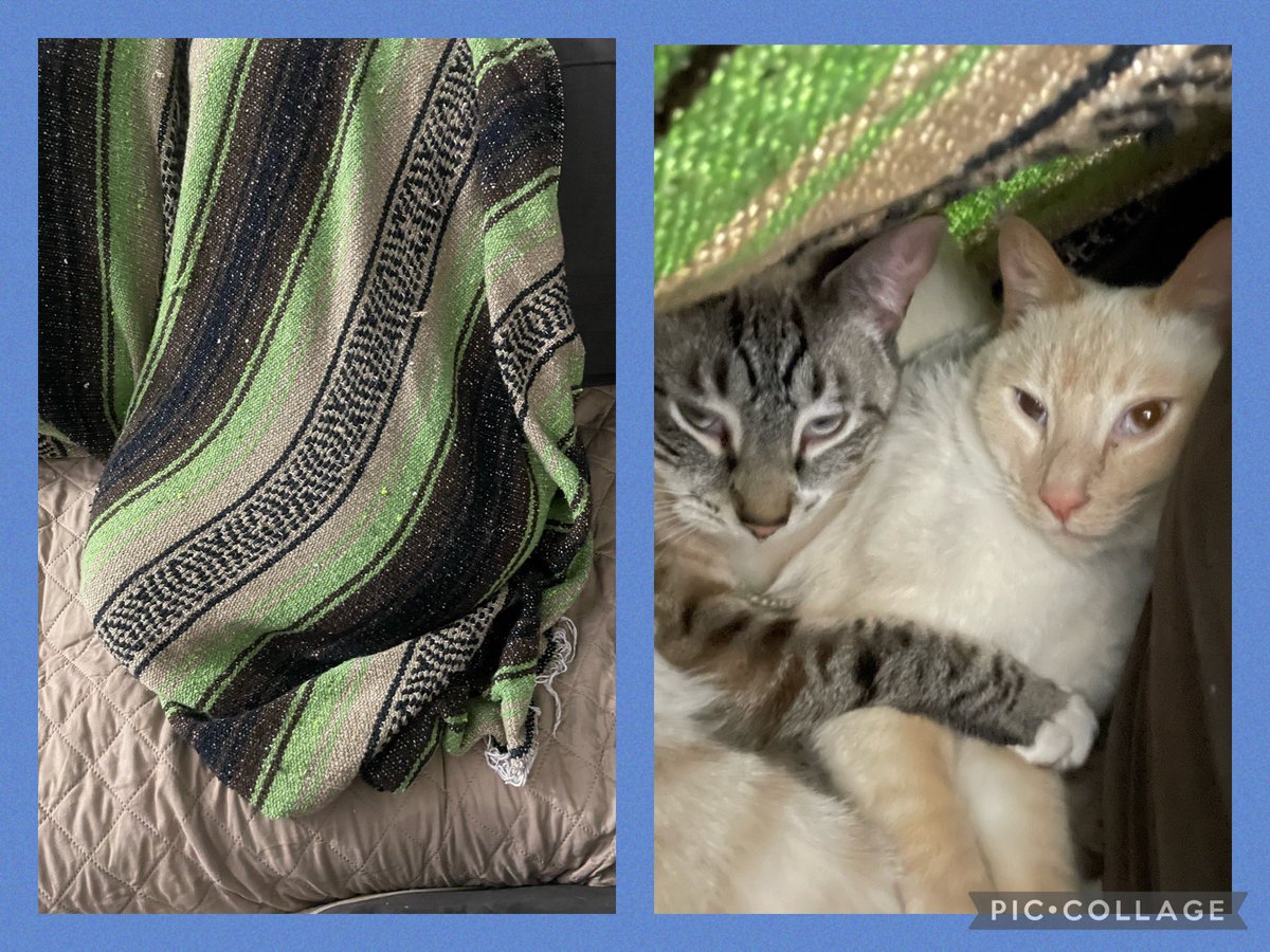 TripDiddy's tweet photo. There’s something under this blanket… #snugglin #Caturday #CatsOfTwitter https://t.co/I4VnPD9OoK