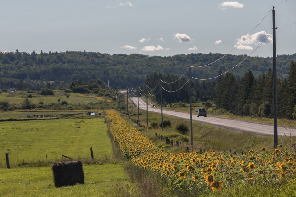 In Sylvan Valley, Ontario, Lynn Orchard planted a "golden mile" of sunflowers.

"I call them our smiling faces. They are for everyone to look at and enjoy. I like to see others enjoy them and if I can put smiles on their faces then that makes me happy.”