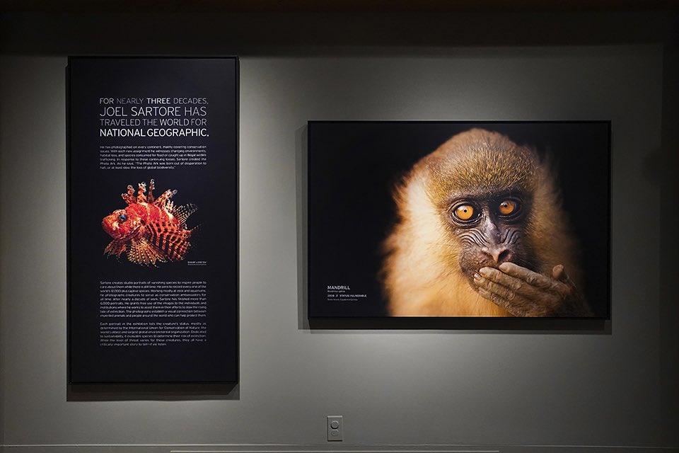 visitMSV's tweet image. “National Geographic Photo Ark” is open at the MSV! 

Don’t miss this inspiring exhibition of animal portraits taken by National Geographic Explorer and photographer @joelsartore. 

Open 10–5 Tues–Sun; free admission to ages 12 &amp;amp; under. #PhotoArk #SaveTogether