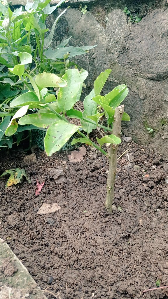 gidannnn's tweet photo. Sesi 24 - Penugasan Dahlan Muda Mengabdi

Kategori Kegiatan : Proyek Desa
Jenis Kegiatan : Menanam Pohon Jeruk Pepaya

-19 September 2021 https://t.co/iMT64w0njj