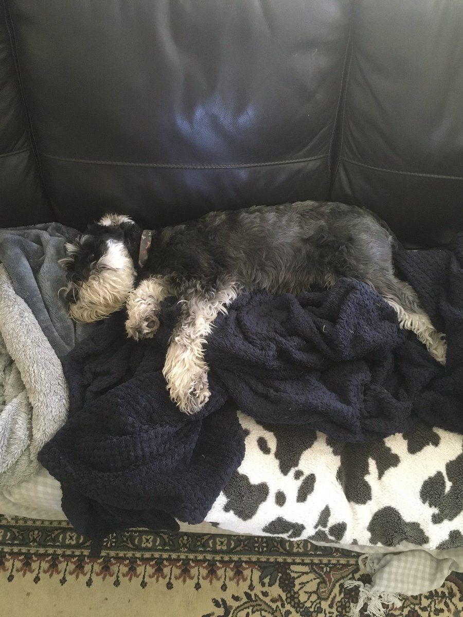 arlo_schnauzer's tweet image. #TwoSpeed schnozza … #flat or #flatout 

#Arlo 

@HamishShortie @BetsyandTilly