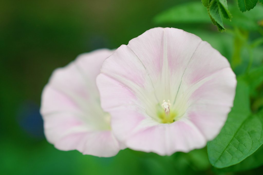 3150taka88's tweet photo. 21/09/25@花とライブと美味しいご飯①
ライブ前に公園内をぐるり散策。
花の名前はわかりませんのでわかる方は良かったらコメントください😀
#花菜ガーデン
#Nikon
#D3300
#AF_S DX Micro NIKKOR 40mm F2.8G
#花菜さんぽ
#秋とテントとガーデンパーティー https://t.co/EgvVaEOTlg