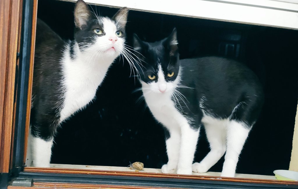 CtrlAltSuprimir's tweet photo. Hace unos días, un gato empezó a pasar MUCHO tiempo en nuestro jardín, comía MUCHO, MUCHISIMO.

Ayer descubrimos el por qué. Son dos gemelos y nos han hecho el timo de la estampita. 

Os presento a CTRL C y a CTRL V 🐈 https://t.co/AVgO7z7zNC