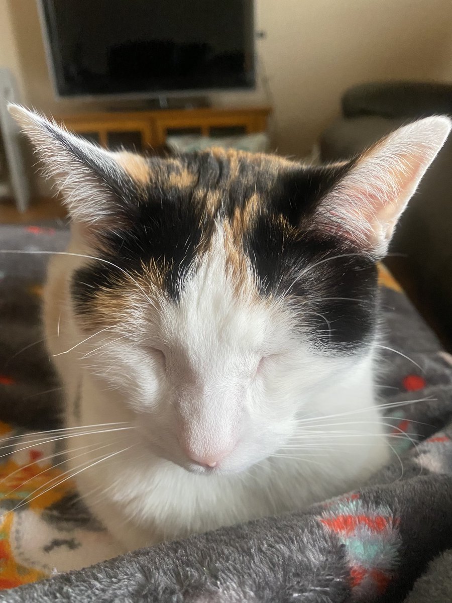 norriamy's tweet photo. @greta #catsarebest https://t.co/iOOzKDut1L