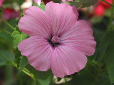 9月26日日曜日 おはこんでぇ す 誕生花 ラバテラ 花言葉 奉仕の精神 台風襲来の日 核兵器の全面的廃絶の国際デーなど 池谷幸雄 佐藤藍子 鈴木ちなみさんなどの誕生日 今日の誕生日の人 ハッピーバースディ ツイレポ