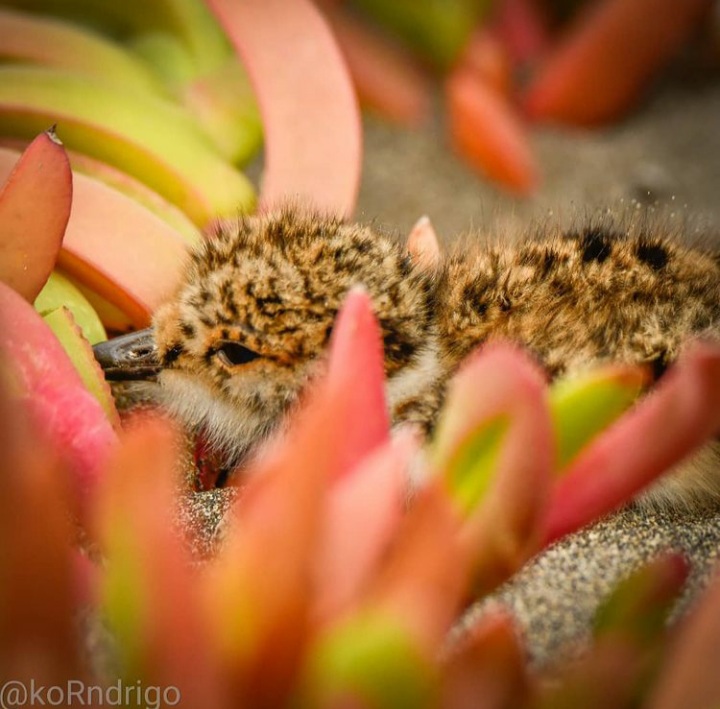 Acción Medioambiental Universitaria tweet media