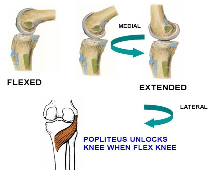 On Twitter Unlocking Muscle Involved Popliteus on-twitter-unlocking-muscle-involved-popliteus
