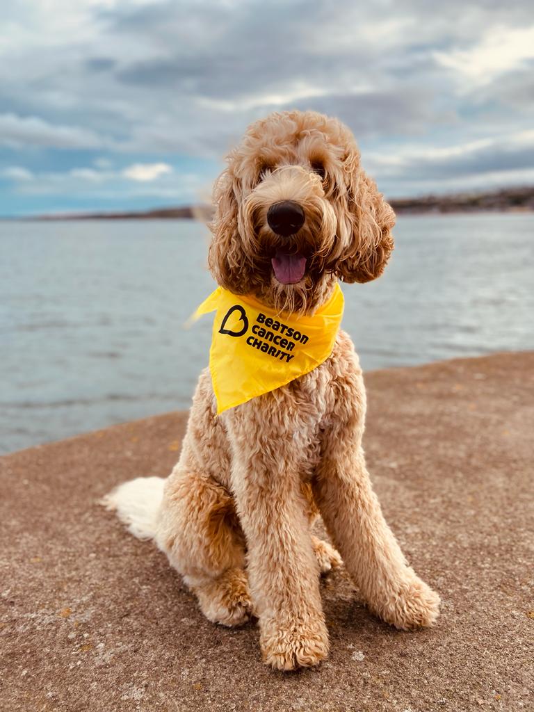 BryanDando1's tweet photo. Cooper has been doing the @Beatson_Charity #PawWalk around #BamburghCastle and #BerwickuponTweed he's having a Pawtastic time #PawWalk2021 #OfftheBeatsonTrack #NationalDogWeek https://t.co/zWgH1BoPbv