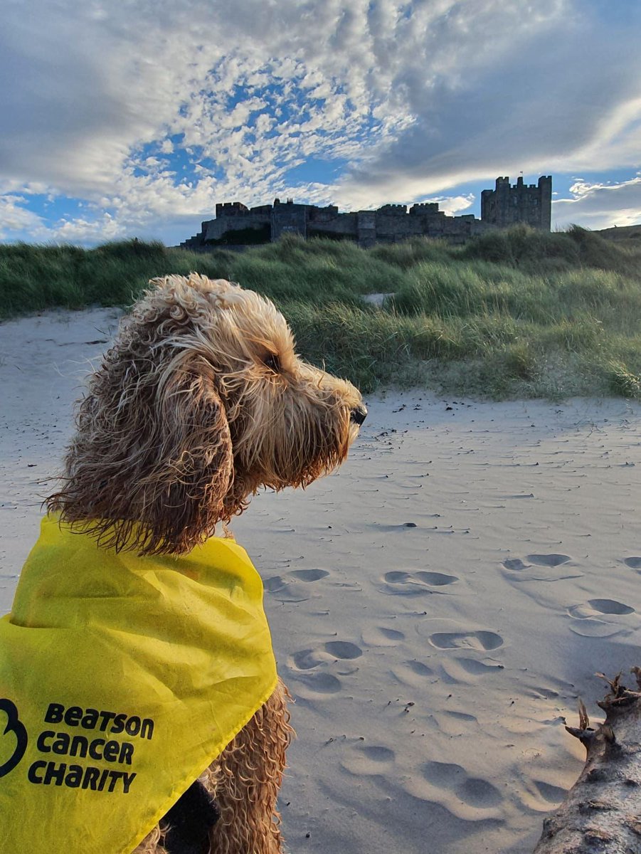 BryanDando1's tweet photo. Cooper has been doing the @Beatson_Charity #PawWalk around #BamburghCastle and #BerwickuponTweed he's having a Pawtastic time #PawWalk2021 #OfftheBeatsonTrack #NationalDogWeek https://t.co/zWgH1BoPbv