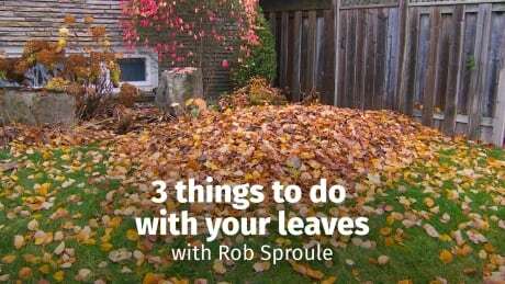 CBC Edmonton tweet media