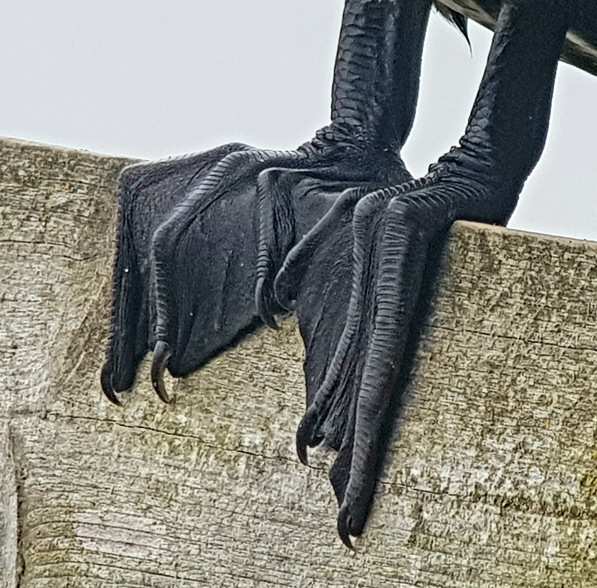 Cormorant feet