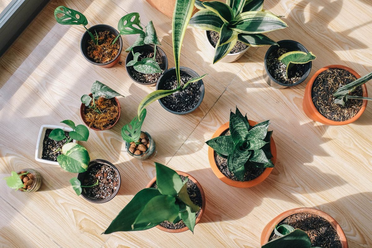 plantsolutions's tweet image. Need some greenery indoors? Learn which #HousePlants you should include in your home #InteriorDesign why you should install them in a specific room from professionals.

qoo.ly/3e82ti