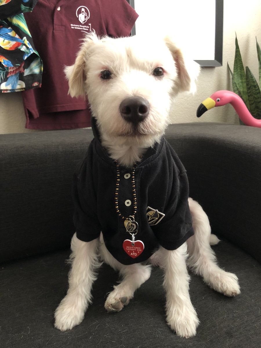 DekeHenriFurry's tweet photo. IT’S OFFICIAL!
My credentials arrived today…I’m a therapy dog!
~ Deke🐾
#TherapyDog https://t.co/YVO3ZNfBCc