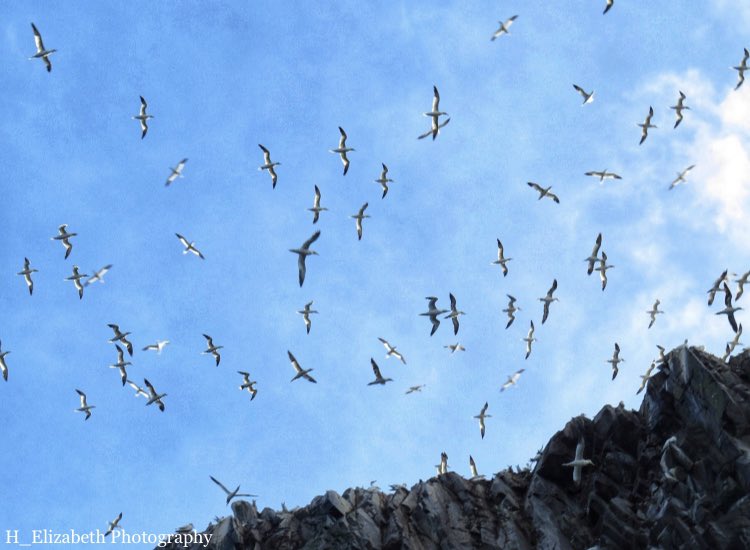 Northern Gannets at Bass Rock, home to the largest rock colony in the world - an unbelievable sight (and smell!!) (34. Morus bassanus) #Birds #BirdsSeenIn2021 #my200birdyear #birdwatching #birdphotography #TwitterNatureCommunity #summer #Autumn #scotland