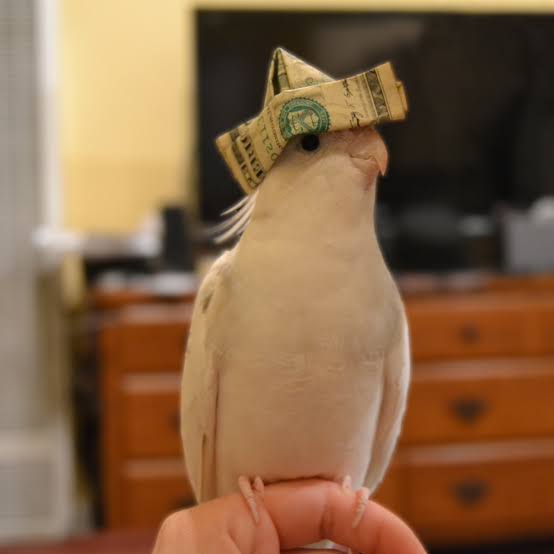 Blueberry_Lad's tweet photo. @pannoniantwink Cockatiel https://t.co/mFKsbll5gO