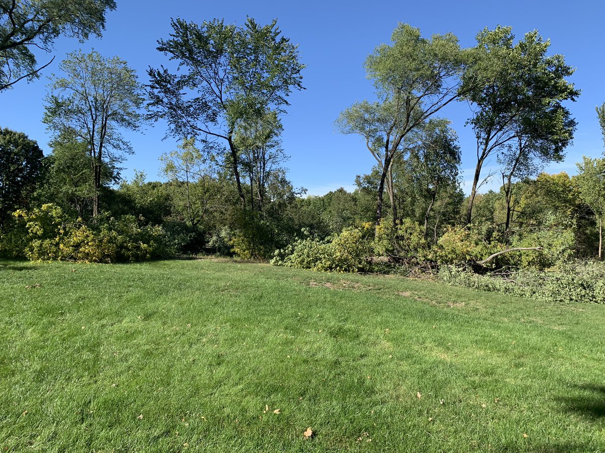 Turfintel's tweet image. Clearing the way for a few par three holes. Before and after view. About 50 Siberian elms and box elders cut down today. A few more to go but need to clear these trees first. Anyone with a chipper want to lend a hand (or machine)? #weeds