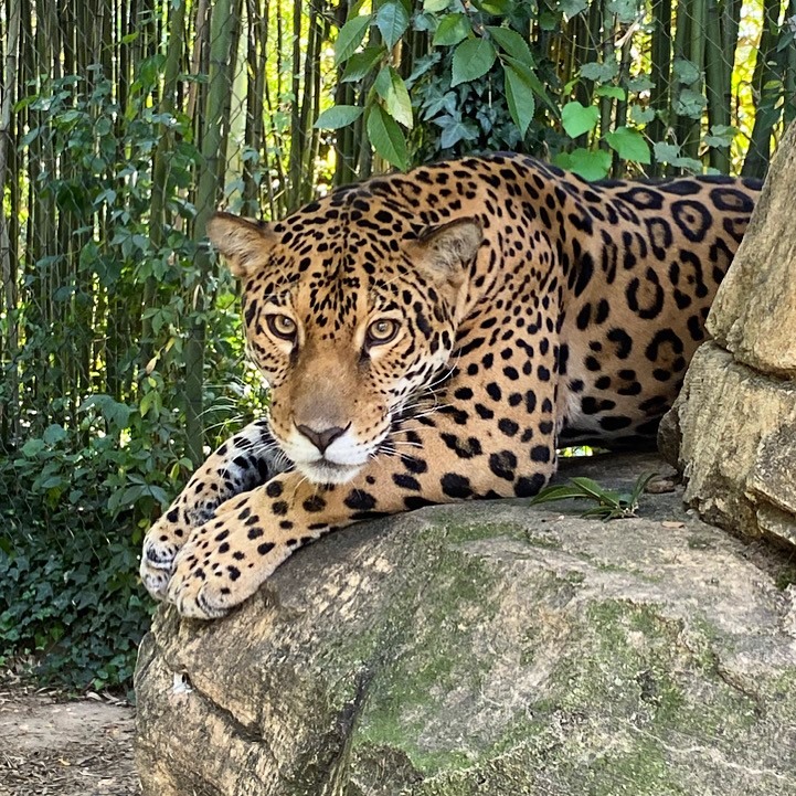 Happy birthday to our pretty girl Zia who turned 6 this week! 🎉 Jaguars are best known for their incredibly strong bite. They have the strongest jaw muscles out of all the big cats! 😺