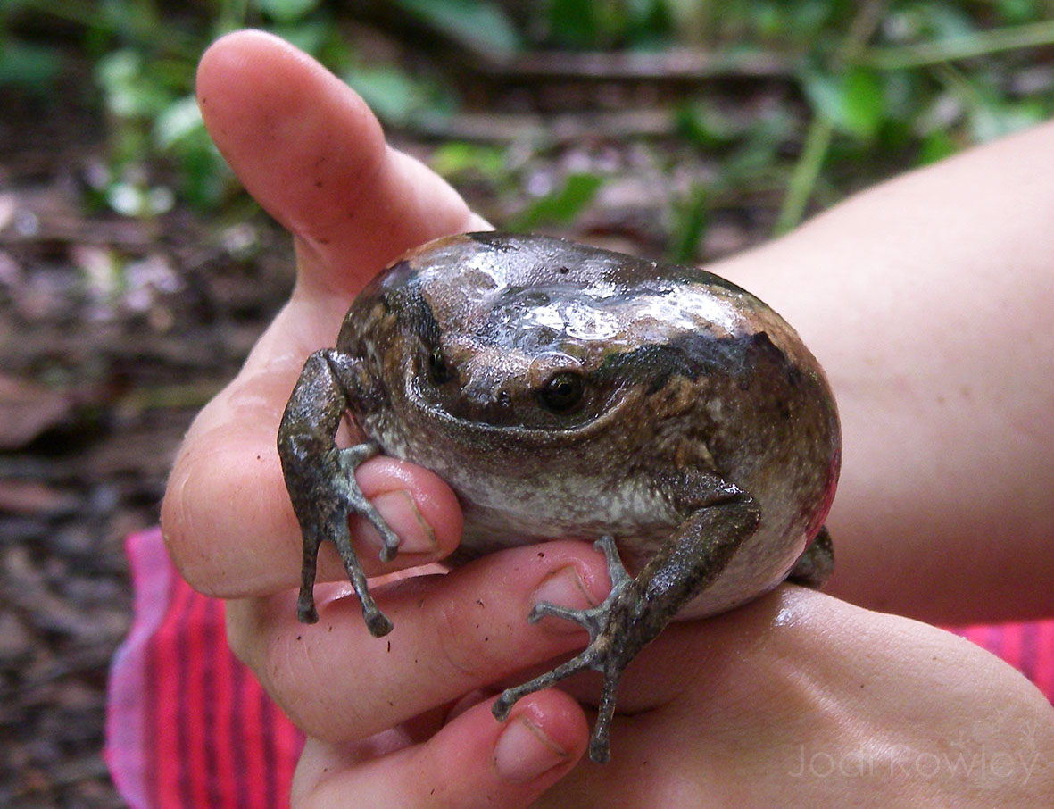 jodirowley's tweet photo. @russellcrowe Sounds like you have an Asian Bullfrog there (Kaloula pulchra). They are an excellent #roundfrog. https://t.co/enZSmGD3r2