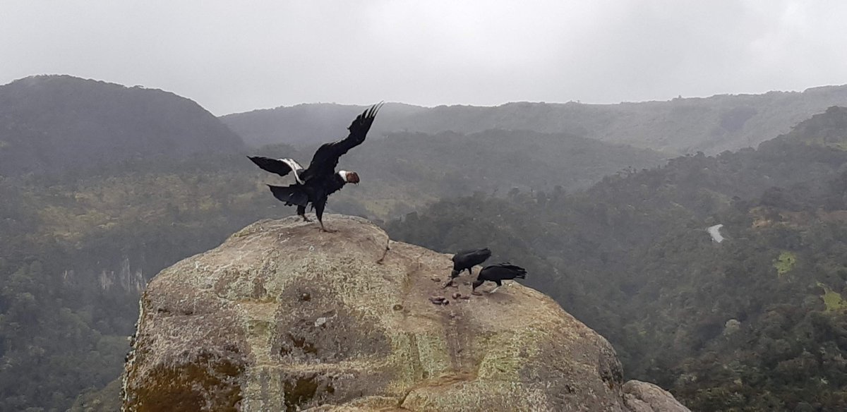 Oma0711's tweet photo. Su majestad, el Condor de los Andes. Parque Nacional Natural Puracé. #spamdepajaritosyturismo https://t.co/7WMnGYU6ij