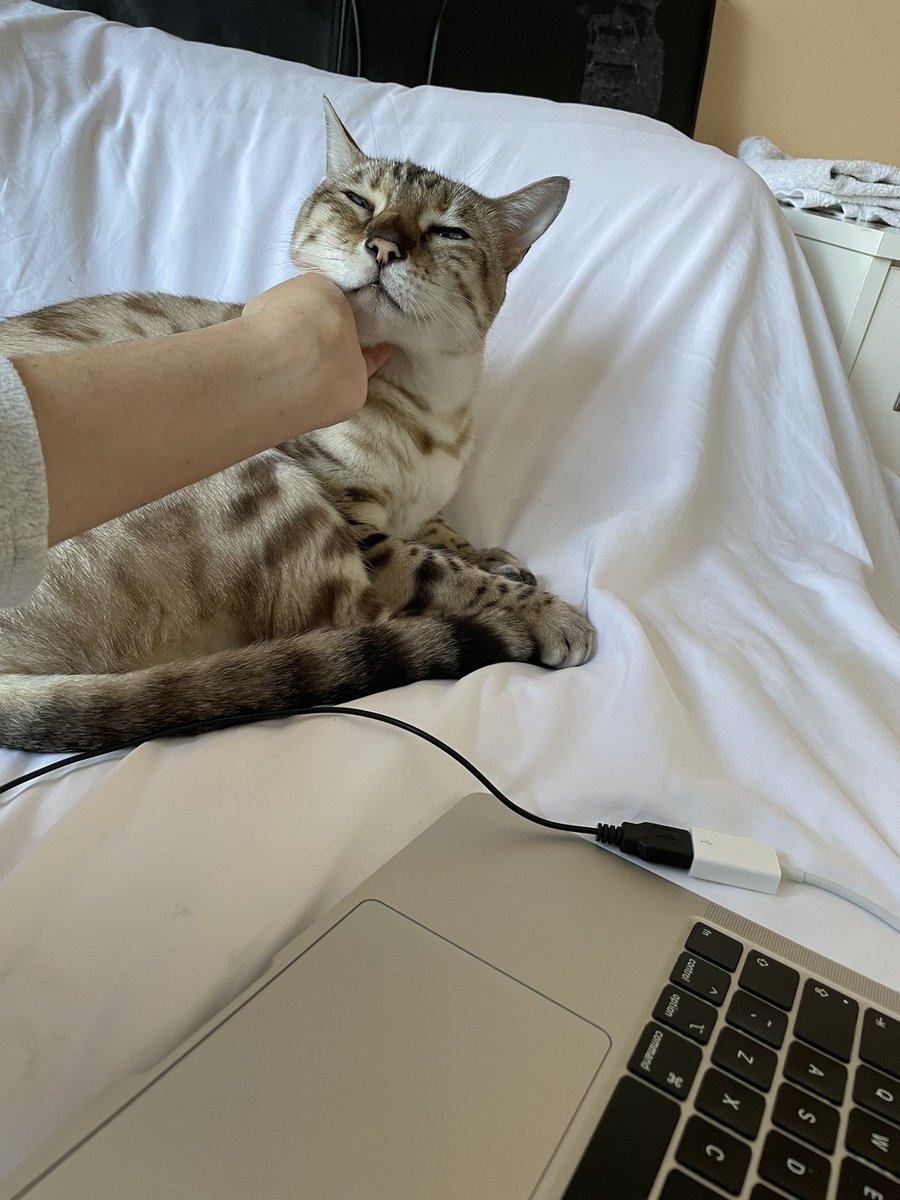 Me: trying to work today 
Angus🐶:                                 Kamal🐯: