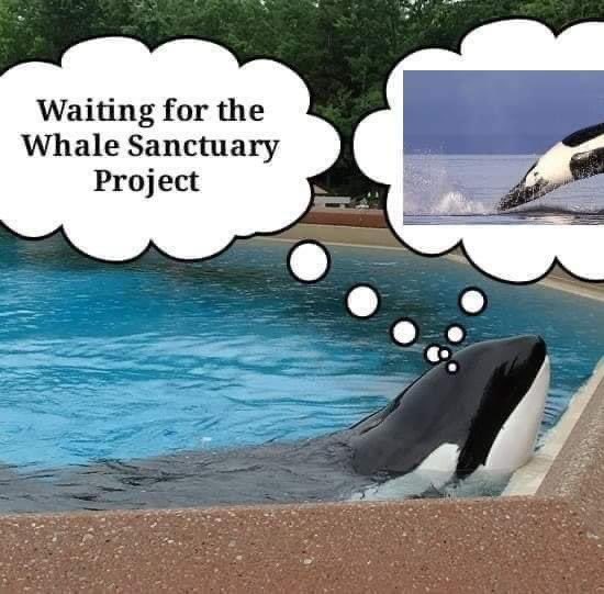 Kiska4Sanctuary's tweet photo. From October to May the animals at Marineland Canada are hidden from the public. Kiska is the only captive orca in the world who resides in complete social isolation from any other marine mammal. Her situation is dire. She needs and deserves to be retired to sanctuary. https://t.co/W93nYn1rOT