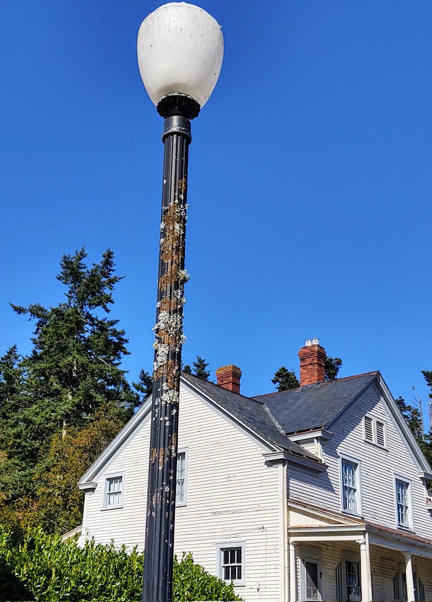 rebecca_lodell's tweet photo. Lichen and a lamppost. 
 @keeper_of_books @mushHUNT1 @marshal_toskas @MysticCindi @gontanokoneroku 
#WhidbeyIsland #Coupeville #FtCasey #PNW https://t.co/ZkBDcg0YRA