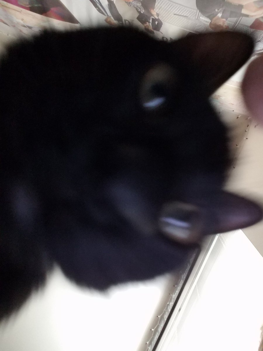 Sttarbabyy's tweet photo. @YukiandHana2 We take beautiful selfies Hana 😻😸 cute pink nose!!! https://t.co/h2xzAwjPk6