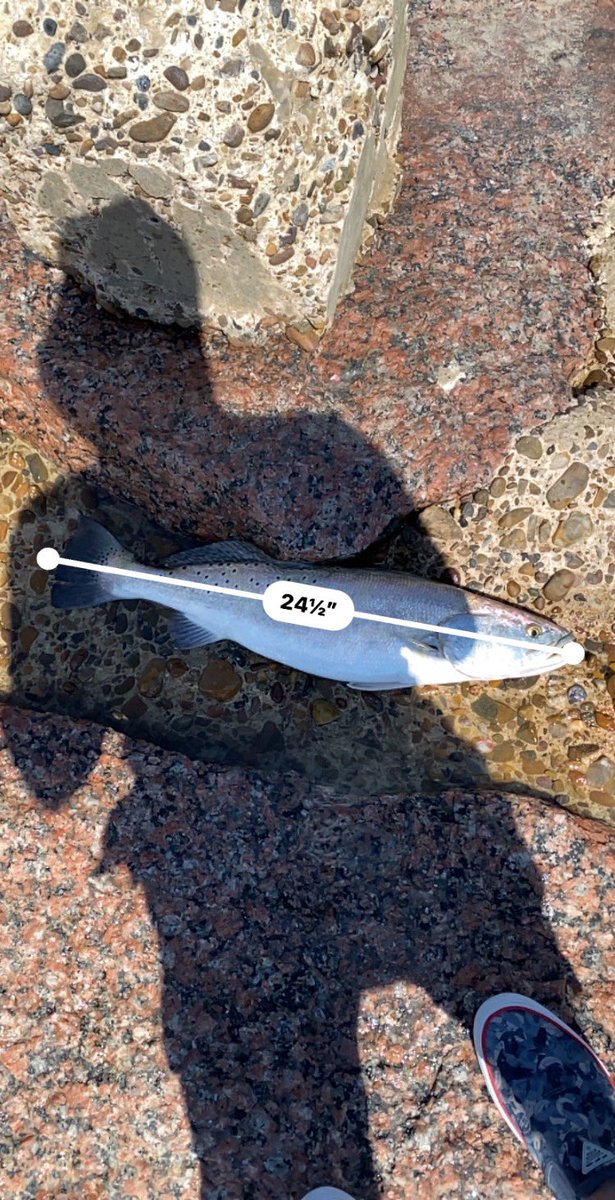 PB ALERT!!! Caught this beautiful speckled sea trout on live finger mullet at the South Padre island jetties today. Man did it fight!! <a href="/JoSandoval09/">JoAnne</a> <a href="/rocketman087/">Athie Torres</a> @ggustavo223 <a href="/lapbass/">MarkE</a> <a href="/Man_I_Fish/">Mr. Bank Yanker</a> @TBassProfessor <a href="/Wired2Fish/">Wired2Fish</a> <a href="/BassTamer/">Dean</a> <a href="/Sara_Salt_/">Sara Salt</a> <a href="/born_saltwater/">Saltwater Born</a> <a href="/RealSaltLife/">Salt Life</a>