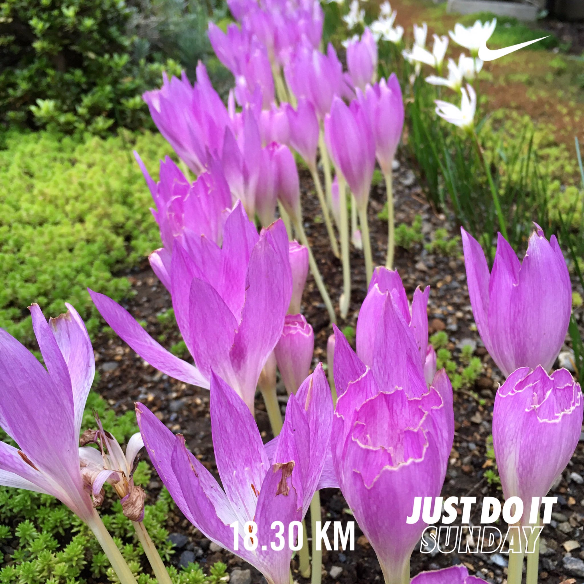 イヌサフラン Twitter Search Twitter