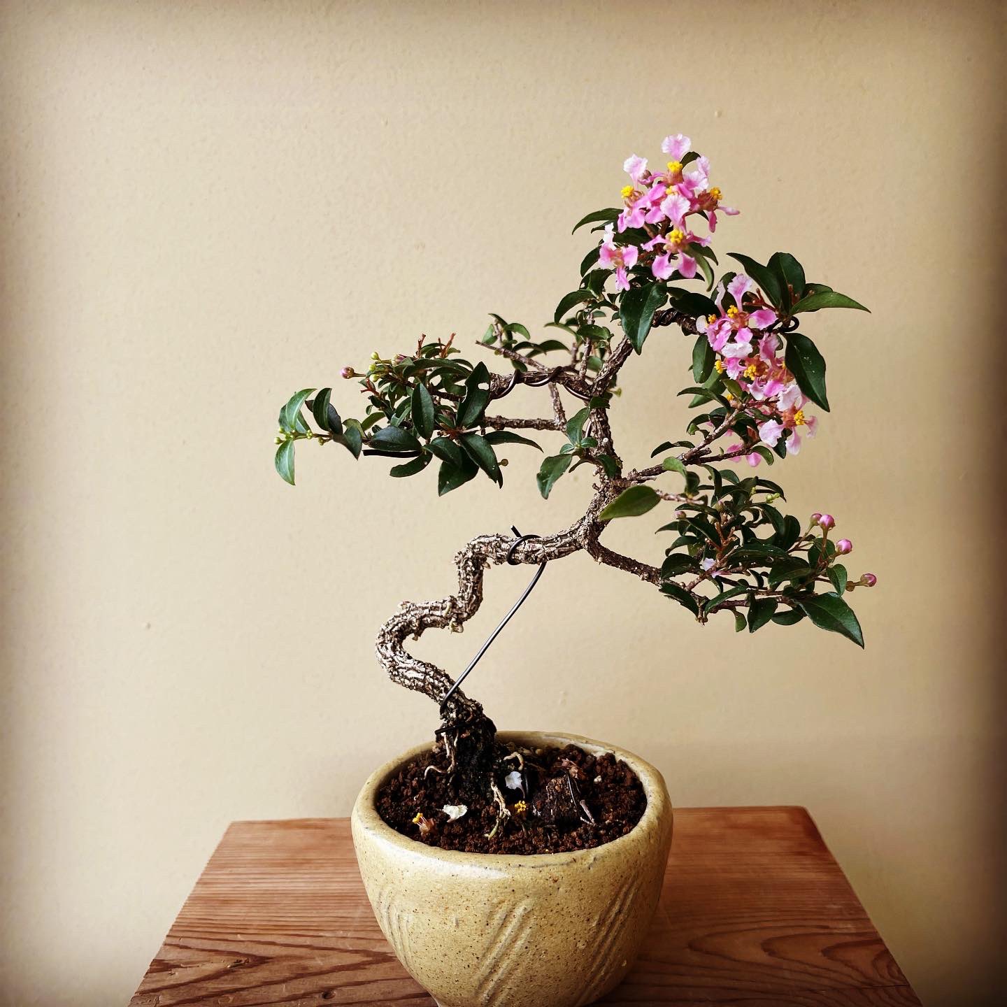 ✨希少✨姫アセロラミニ苔玉（台湾姫桜桃）/盆栽（植物） 受け流す