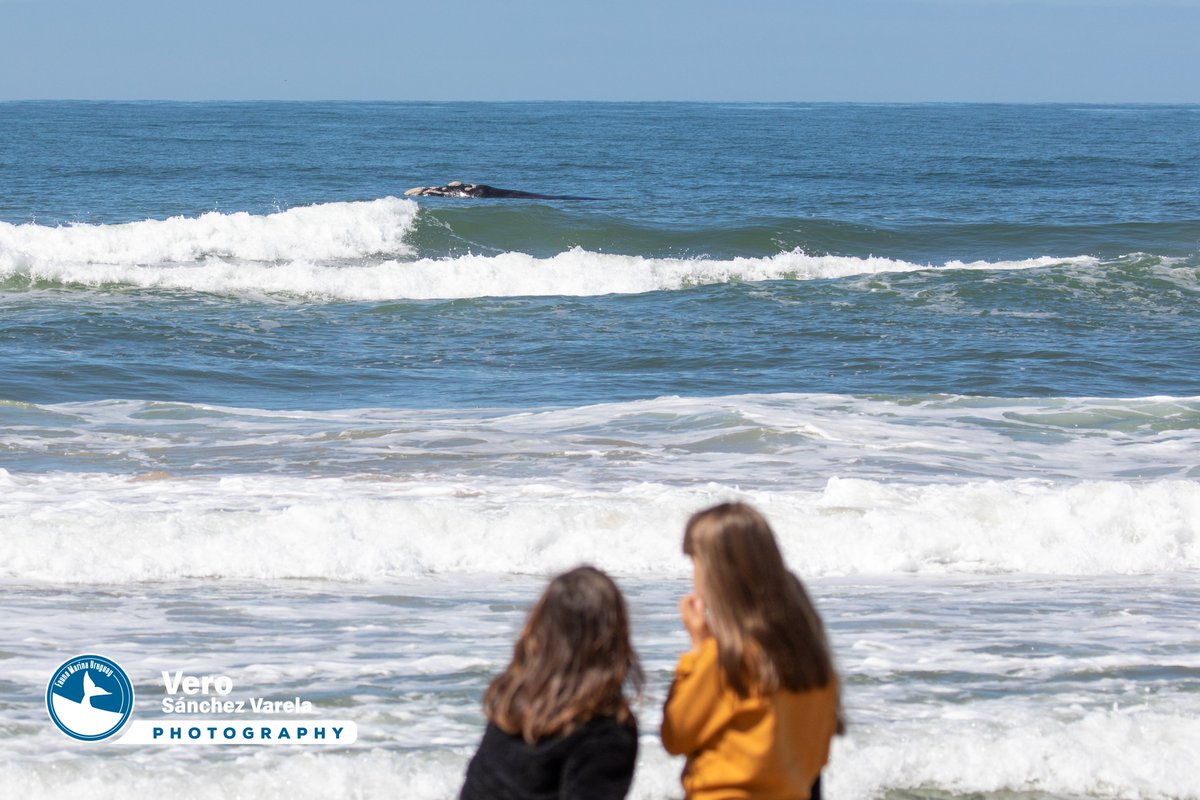MarinaFauna's tweet photo. Hoy 25 de septiembre, en Punta del Este, desde las 10 hs hasta el atardecer, pudimos registrar al menos 5 ballenas.  En playa El Emir, playa de los Ingleses y Punta Salinas https://t.co/e1wRyQVOqn
