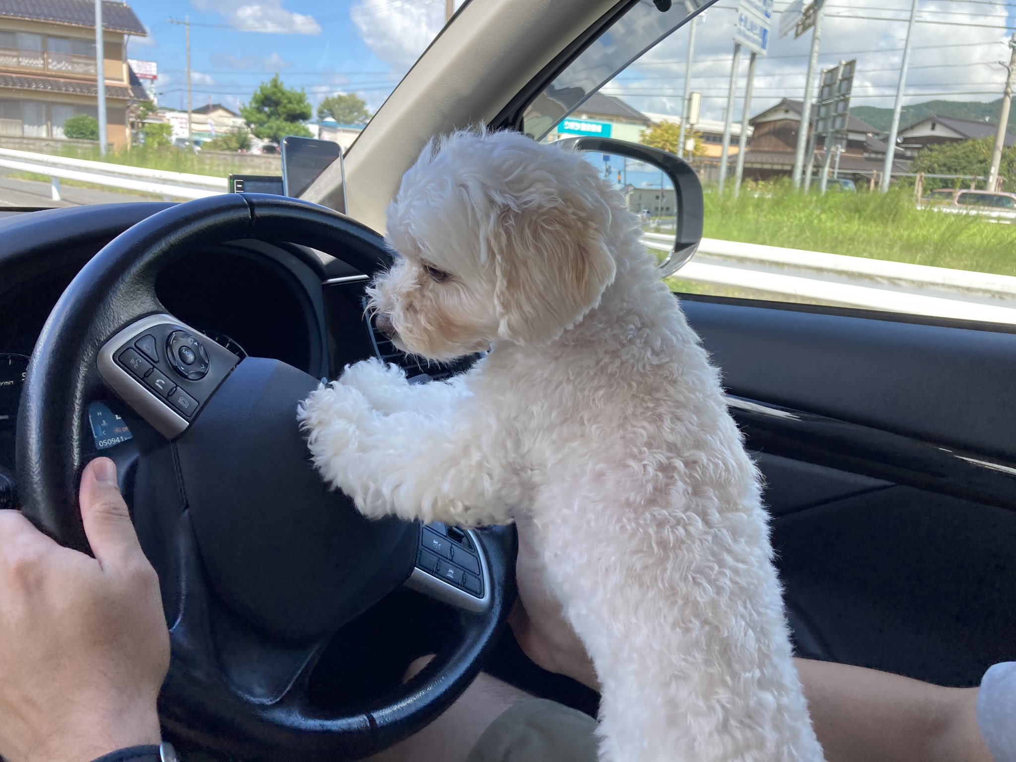 運転する犬 Twitter Search Twitter