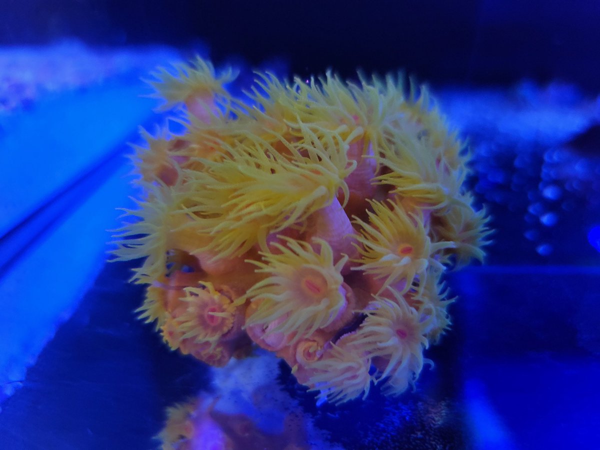 ReefLlc's tweet image. 