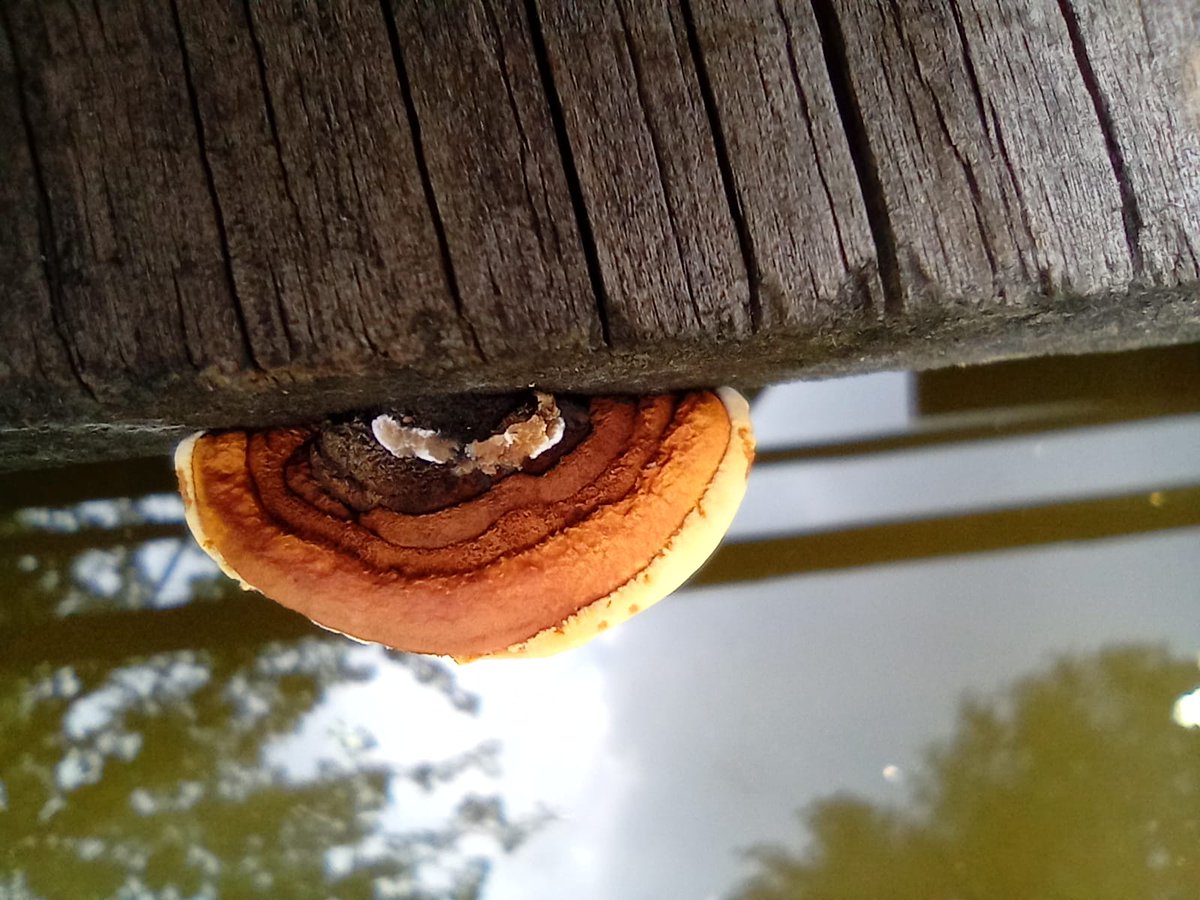 Ivan Guerra tweet media