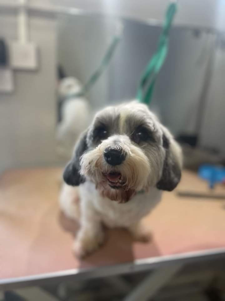 Shih Tzu Action Rescue (STAR) UK tweet media