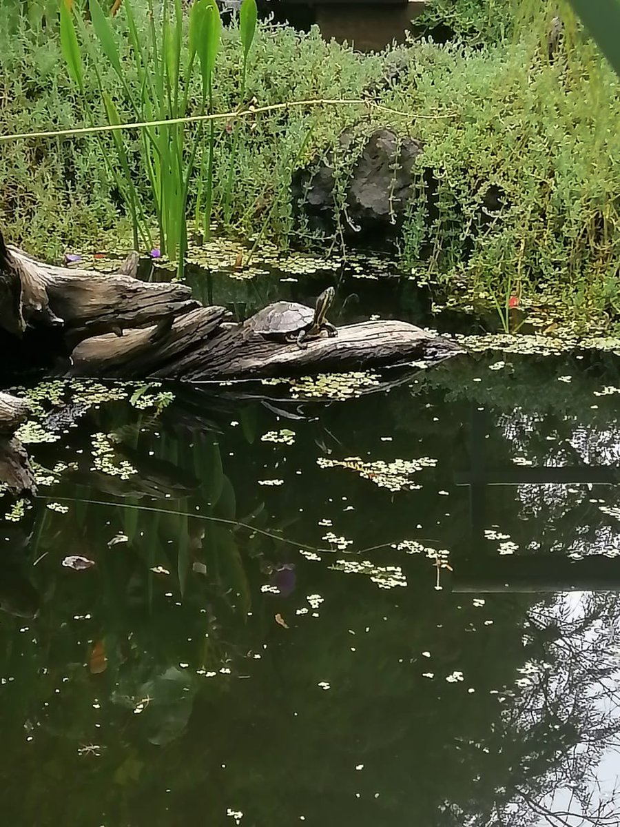 Ivan Guerra tweet media