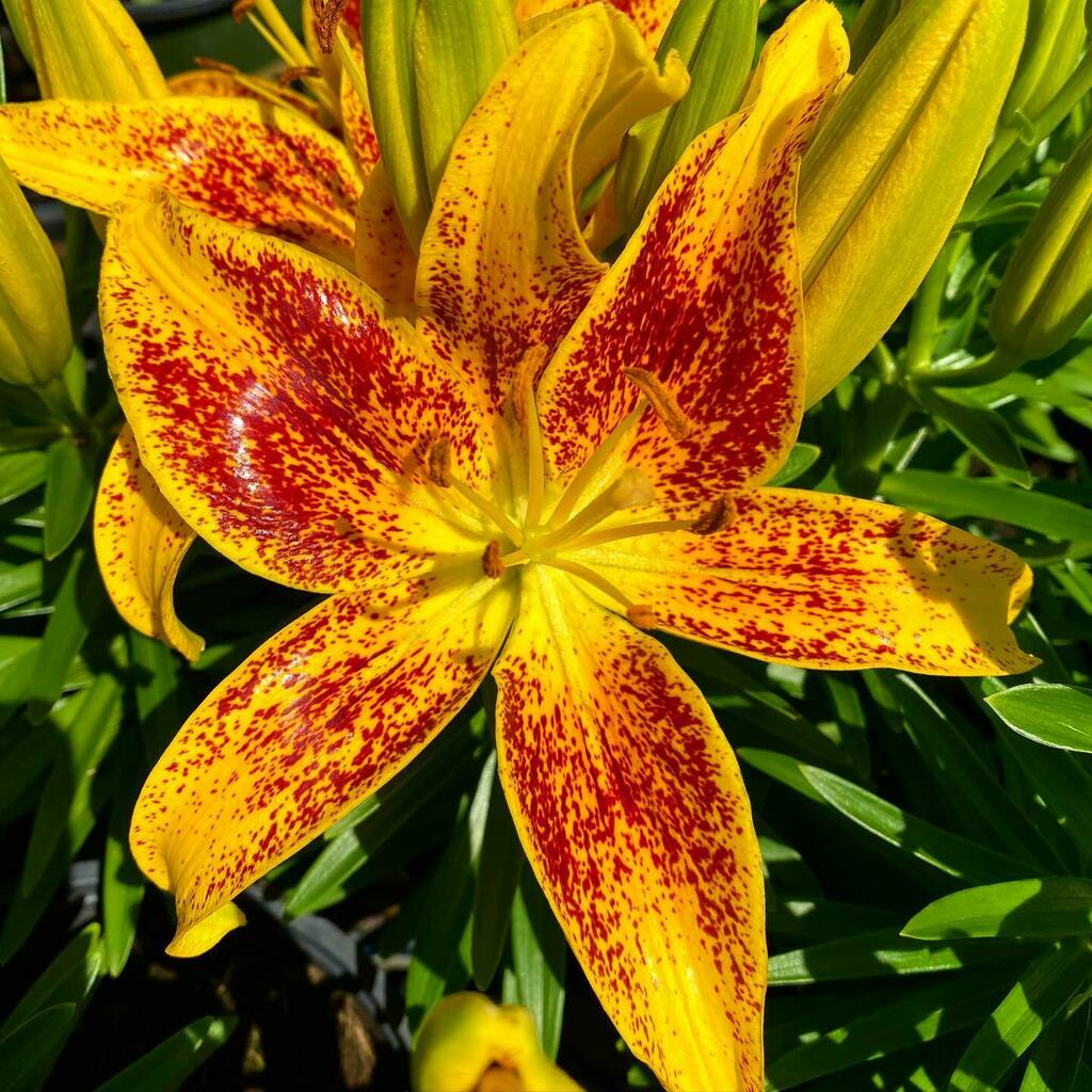 CM_Fragrance's tweet photo. Totally in awe of the blood splatter pattern of these #lilies. Morbid yet beautiful. #flowers #garden #nature #smellthesource #queerolfaction https://t.co/RjpVYGldQy https://t.co/ppehe0mdmp