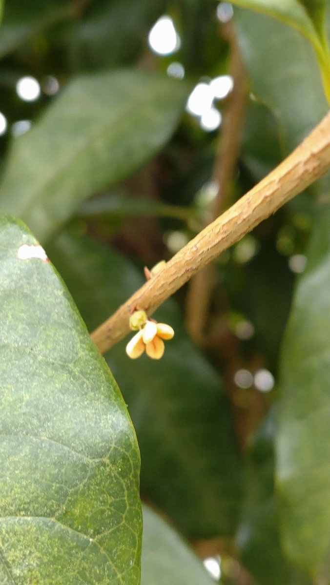 ট ইট র Miharu Hexenschuss キンモクセイ 2番花咲いてた 花芽もいっぱいついてたから もう一回楽しめるね ট ইট র Miharu Hexenschuss キンモクセイ 2番花咲いてた 花芽もいっぱいついてたから もう一回楽しめるね