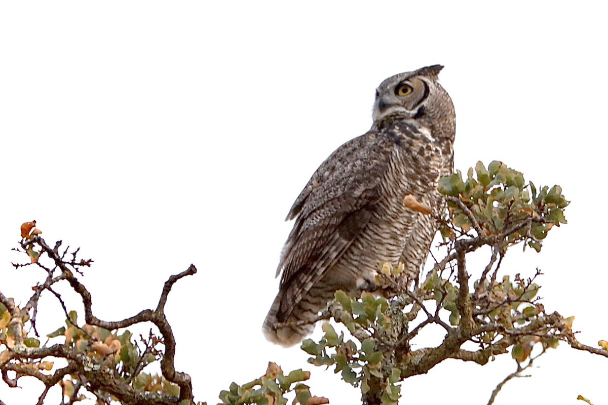 newsfroggie's tweet photo. A Great Horned Owl is hunting for dinner at #Shellridge in #Walnutcreek. I spied it up high among the tree tops. https://t.co/guZZIUqBV2