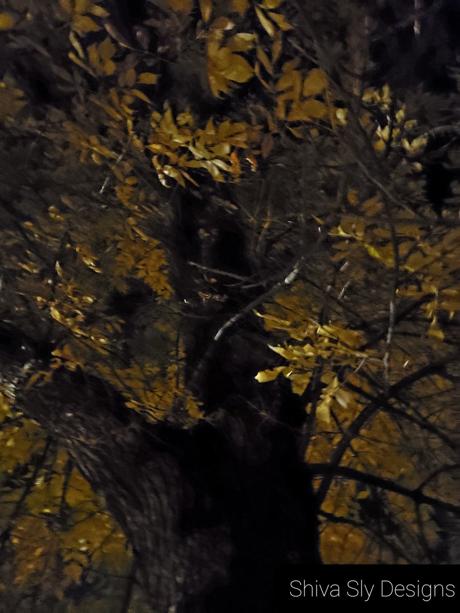 theuniversalart's tweet photo. Hi guys!! I must say that I love how this picture came out! "Under my tree" by Nikki Shiva #photography #tree #nightphotography #NikkiShiva #shivasly #montana https://t.co/vFlu679Ou4