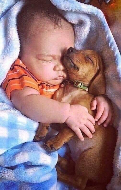 MarkRPellegrino's tweet photo. Me and Frankie sleeping. https://t.co/JNnslwnDi7