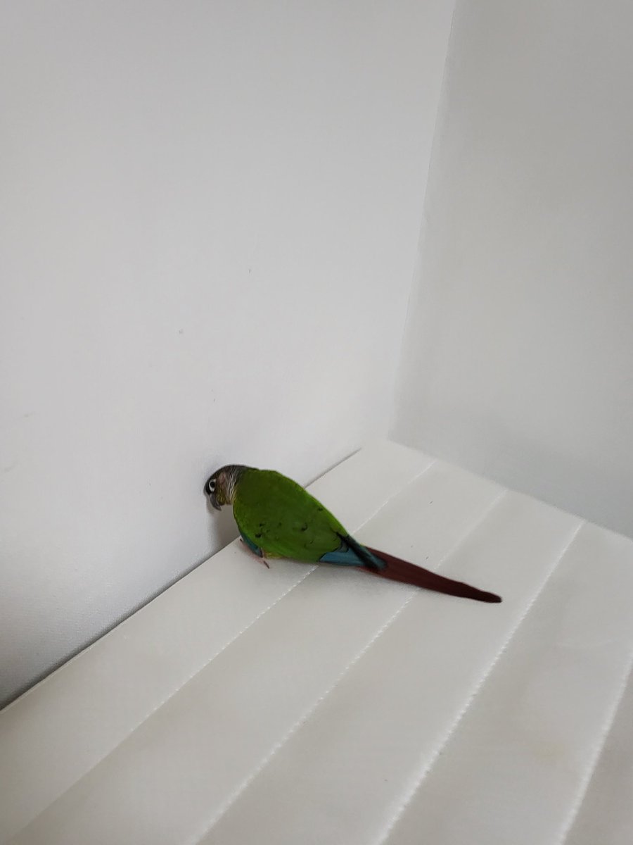 네일한 언니 손톱 경멸하는 이칙촉....