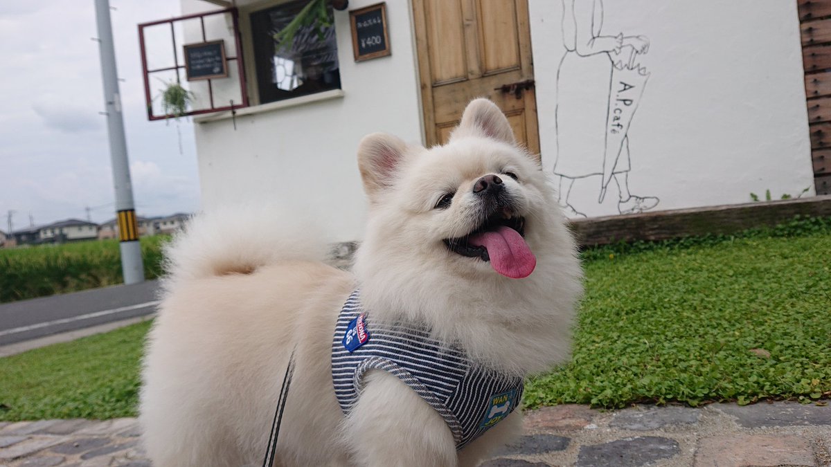 ko_ha_ku_0501's tweet photo. #APcafe
お店の中からずっと
可愛い可愛い言うてもらえて
こはく嬉しそうな顔しとる♡
ブリュレ美味しかった♡ https://t.co/wvXFMVNJRT