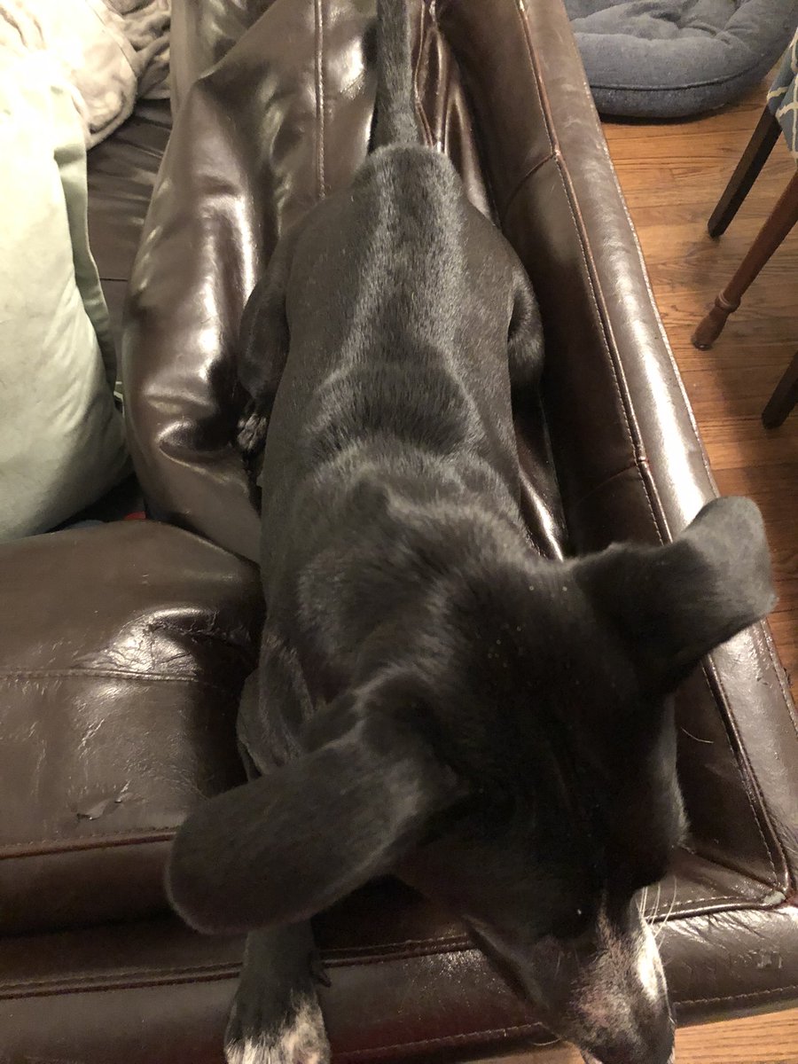 Waglinedogs's tweet image. I always think of this article when Tasse gets her hackles up. #dogbehavior #dogtraining