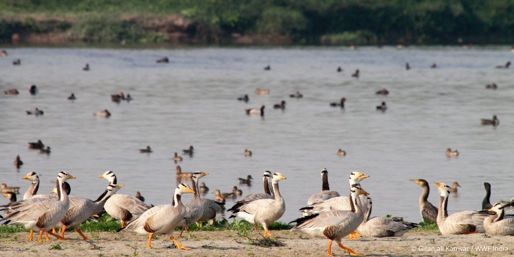 WWFINDIA's tweet photo. A healthy #river is a resource sustaining #water security, flood-risk reduction &amp; ecosystem services for people &amp; nature, benefiting the economy of the land it flows through. Together we can restore &amp; conserve #rivers in its natural state, to sustain #healthy people &amp; nature. https://t.co/hBZmj1IbyG